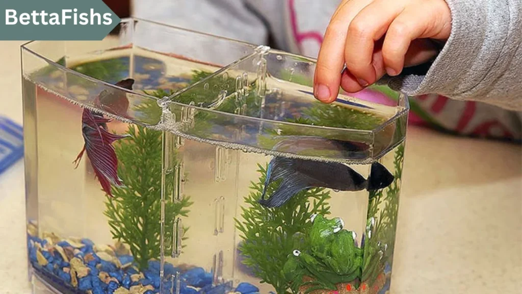 feed a Betta fish