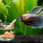 can i feed a betta fish goldfish food