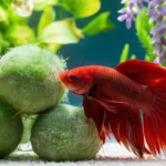 Best aquatic plants for betta fish