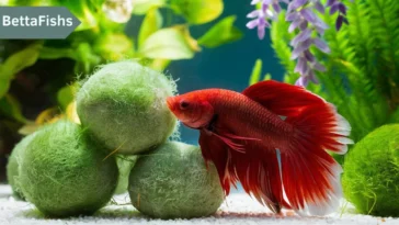 Best aquatic plants for betta fish