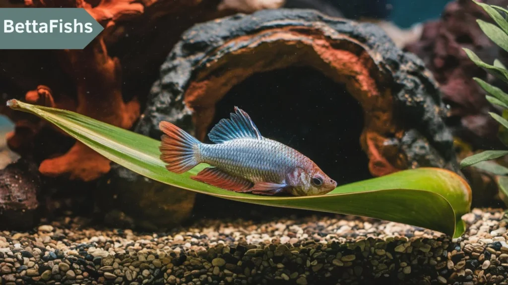 How long does betta fish sleep?