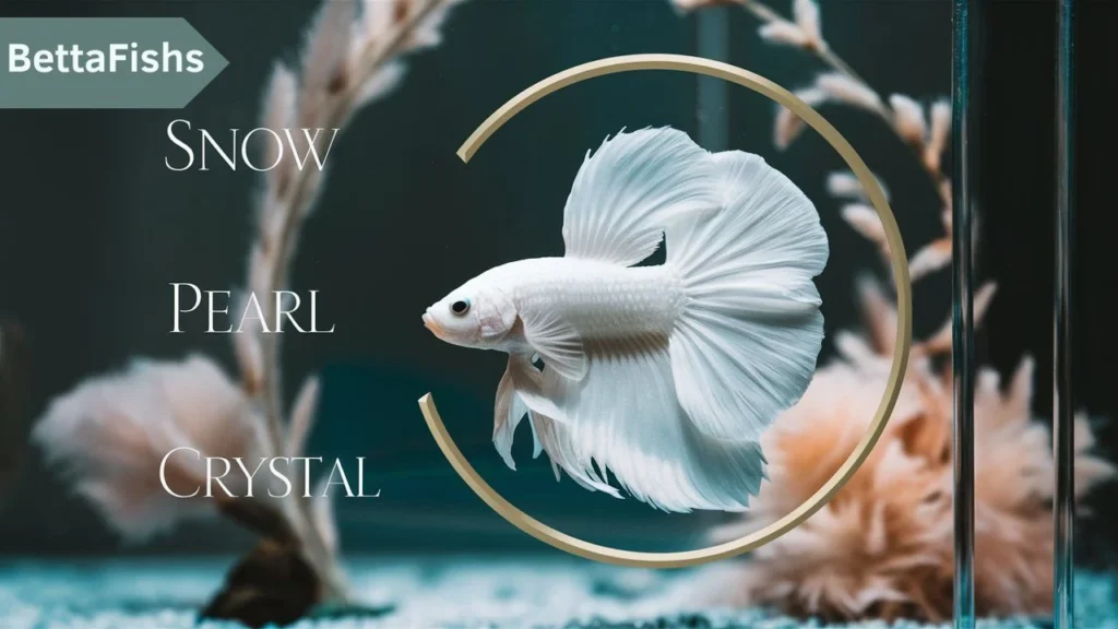 Best Names for White Betta Fish
