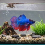 Betta fish in a 2.5-gallon tank?