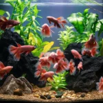 How many Betta fish can live together