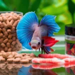 Can Betta fish eat tropical fish food