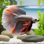 Betta fish diseases and treatments