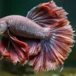 Tail rot in Betta fish