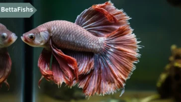 Tail rot in Betta fish