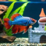 How Do You Train a Betta Fish