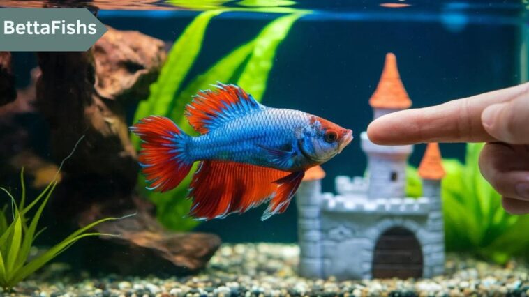 How Do You Train a Betta Fish