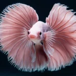 Different Kinds of Betta Fish