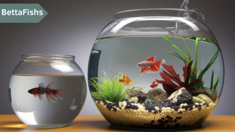 How much room do Betta fish need?