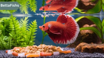 Fish names pet Betta