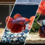 How big do female Betta fish get?