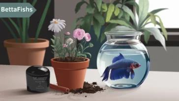 How to euthanize Betta fish?