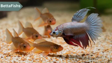 Fishes that can live with Betta