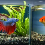 Will a betta fish kill a goldfish?