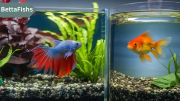 Will a betta fish kill a goldfish?