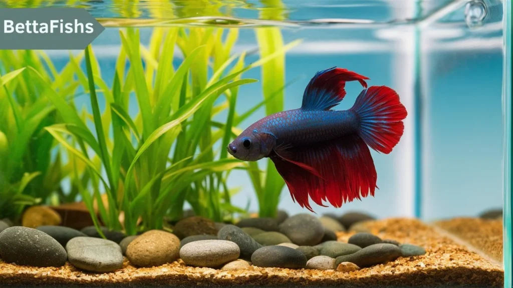 How long does a Betta fish live without food