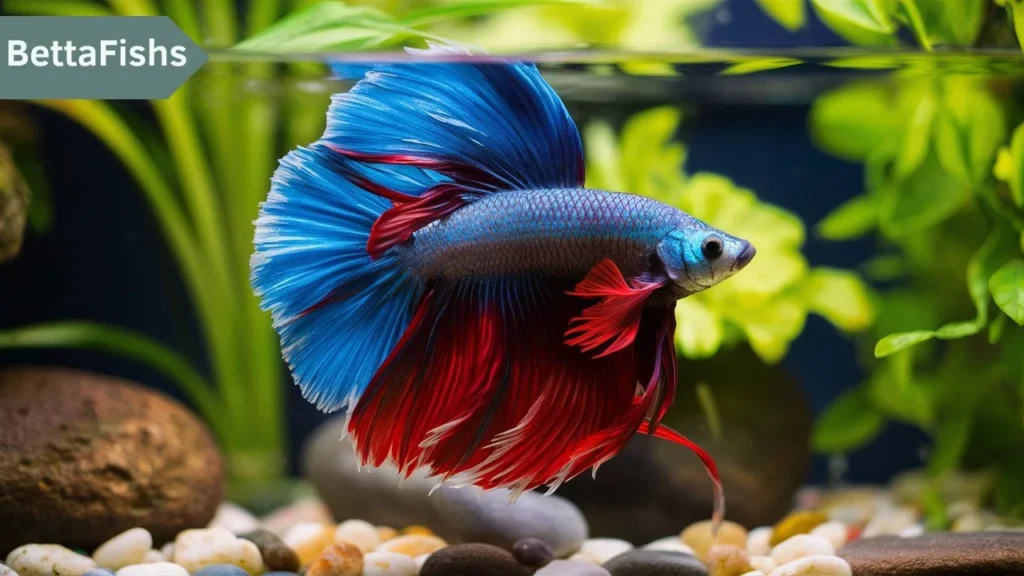 Unique Male Betta Fish Names