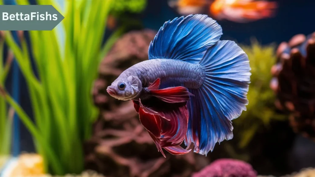 How to fix fin rot in Betta fish
