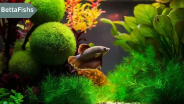 what plants are good for betta fish?