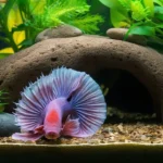 Betta fish staying at bottom of tank