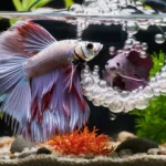 How to tell if Betta fish is pregnant?