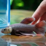 How long can a Betta fish live without water?