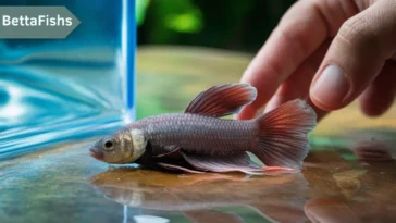 How long can a Betta fish live without water?