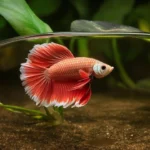 Can You Use Distilled Water for a Betta Fish