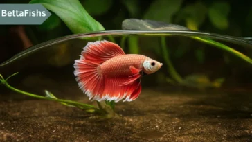 Can You Use Distilled Water for a Betta Fish