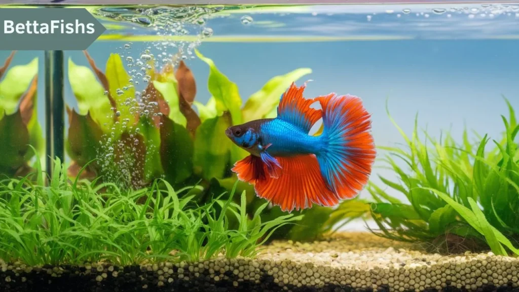 Betta fish water change schedule