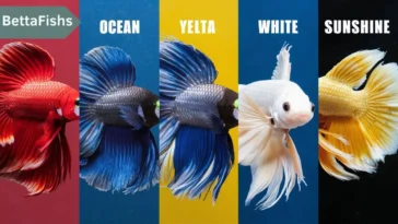 Betta Fish Names by Color