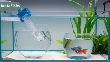 Betta fish water change schedule