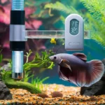 Water temp for Betta fish