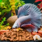 Can Betta fish get depressed