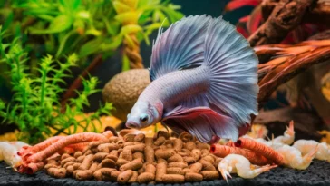 Can Betta fish get depressed